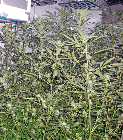 Семена сорта Trainwreck reg (Humboldt Seeds)