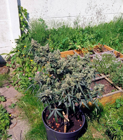 Семена сорта PolarLight #2 Auto fem