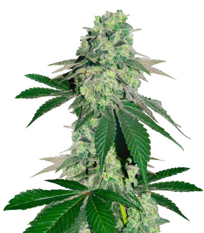 Семена сорта Canadian Kush 2.0 fem