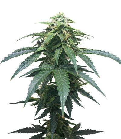 Семена сорта Roze Runtz fem (AlphaFem Seeds)