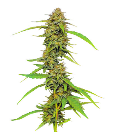 Семена сорта Strawberry Cheesecake Auto fem от Humboldt Seed Company