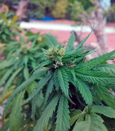 Семена сорта Arjan's Haze #1 fem