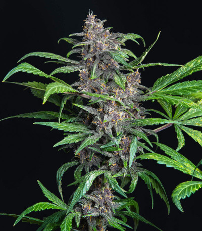 Семена сорта Auto Blackberry Kush fem (Dutch Passion)