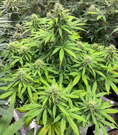 Семена сорта Auto NHL Diesel fem (Victory Seeds)