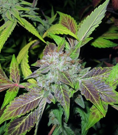 Семена сорта Bcn Sour Diesel fem