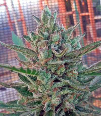 Семена сорта Black D.O.G. fem