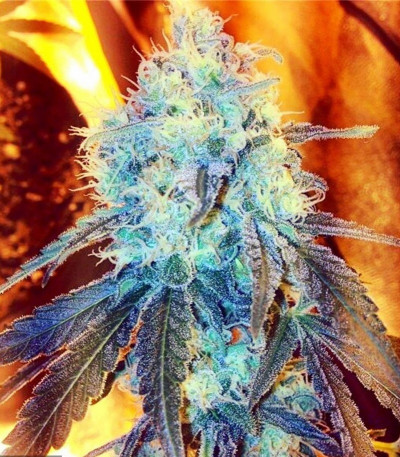 Семена сорта Critical Kush fem (Royal Queen Seeds)