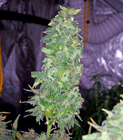 Семена конопли Moby Dick XXL Autoflowering fem