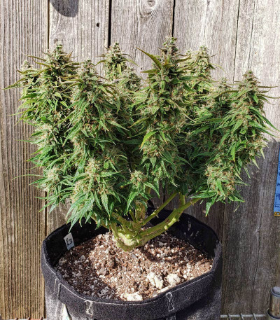 Семена сорта Orange Bud fem (Dutch Passion)