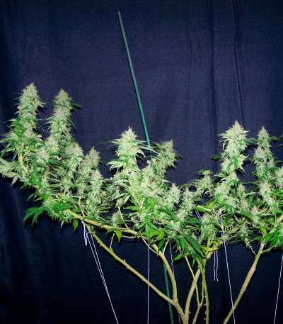 Семена сорта Spiritual Punk fem (Samsara Seeds)