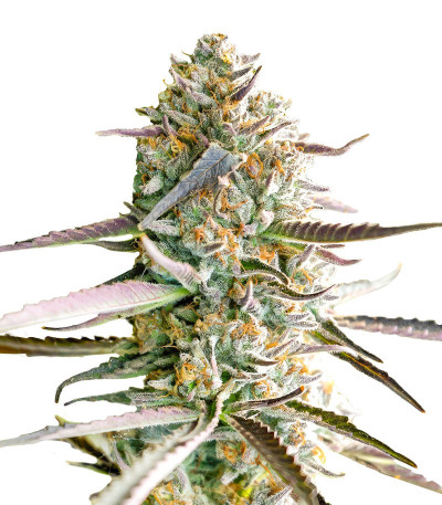 Семена сорта Runtz Fast Flowering fem (Humboldt Seed Organization)