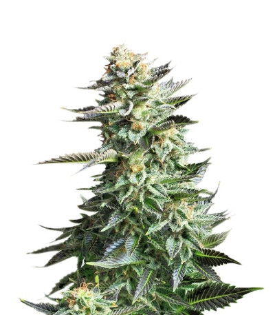 Семена сорта Amnesia Haze fem (Royal Queen Seeds)