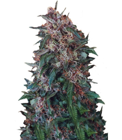 Семена сорта Hollands Hope reg (Dutch Passion)