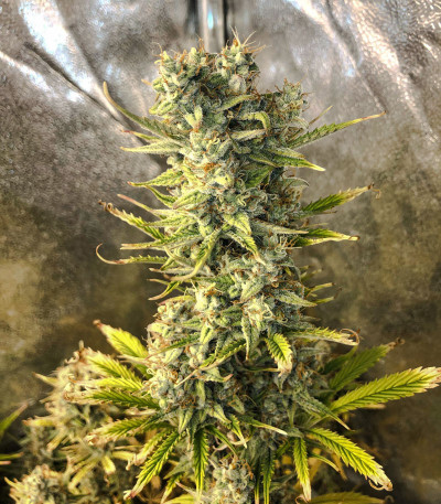 Семена сорта Auto Glueberry O.G. fem (Dutch Passion)