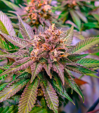 Семена сорта Purple Punch X Lemon Drizzle fem от Barney's Farm