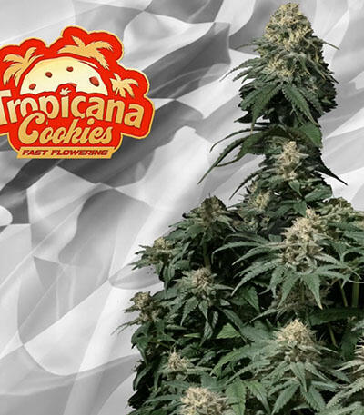 Семена сорта Tropicana Cookies FF fem (FastBuds)