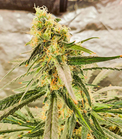 Семена сорта Afghan Kush fem (Семяныч)