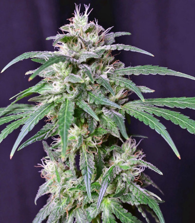 Семена сорта Crystal Candy fem (Sweet Seeds)