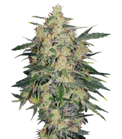 Семена сорта Nebula II CBD fem (Paradise Seeds)