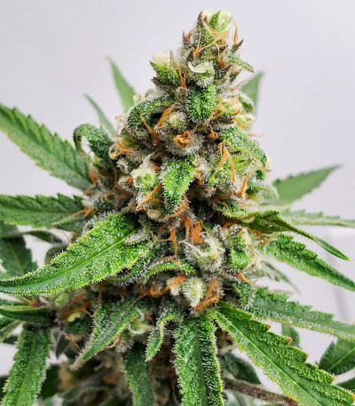 Семена сорта Auto Critical Lemon CBD fem (Advanced Seeds)