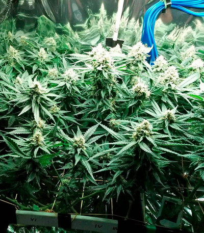Семена сорта Fruit Punch fem (Heavyweight Seeds)