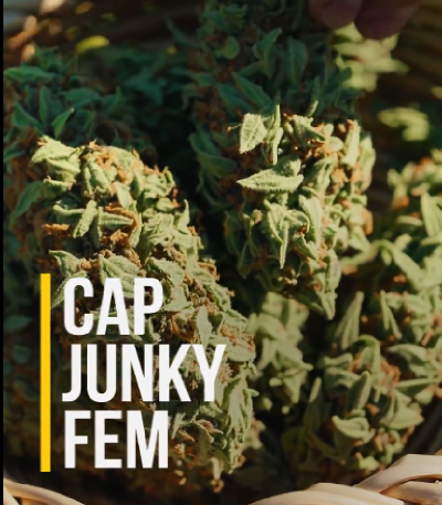 Семена сорта Cap Junky fem (7CH American)