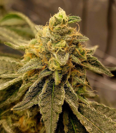 Семена сорта Future #1 fem (Blimburn Seeds)