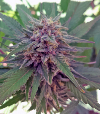 Семена сорта Sweet Cheese F1 Fast Version fem (Sweet Seeds)