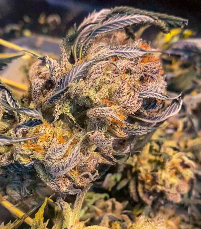 Семена сорта Crescendo RBX1 fem (Ethos Genetics)