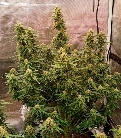 Семена сорта Gelato Auto fem (Herbies Seeds)