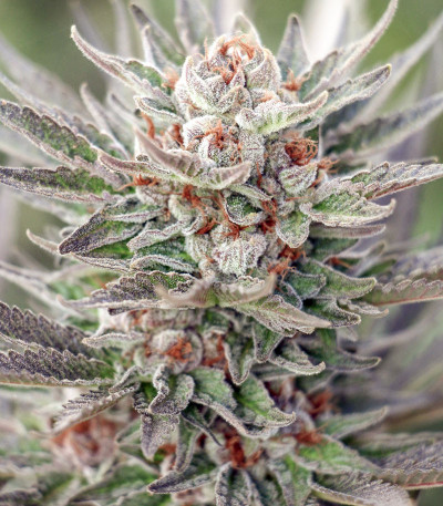 Семена сорта Sapphire Scout fem (Humboldt Seeds)