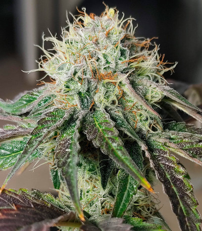 Семена сорта Strawberry OG Cookies R1 fem (Ethos Genetics)