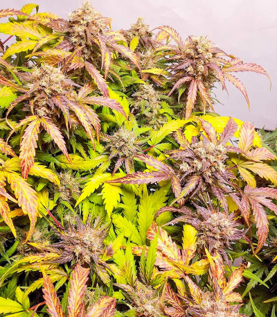 Семена сорта Vision Jack Auto Fem (Vision Seeds)