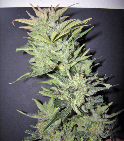 Семена сорта Sweet Special Auto fem (Sweet Seeds)