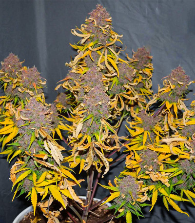 Семена сорта Tropicana Cookies Auto fem (FastBuds)