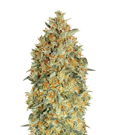 Семена сорта Auto Gorilla Blue fem (Advanced Seeds)