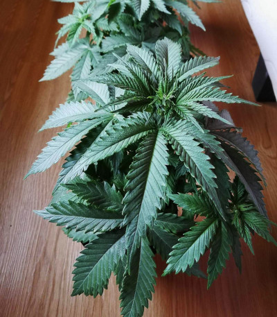 Семена сорта Critical Neville Haze 2.0 fem (Delicious Seeds)