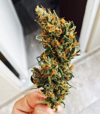 Семена сорта Critical Neville Haze Auto fem (Delicious Seeds)