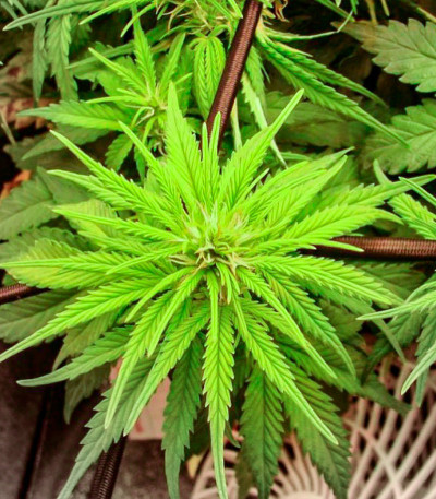 Семена сорта Deepforest Super Auto fem (Doctor’s Choice)