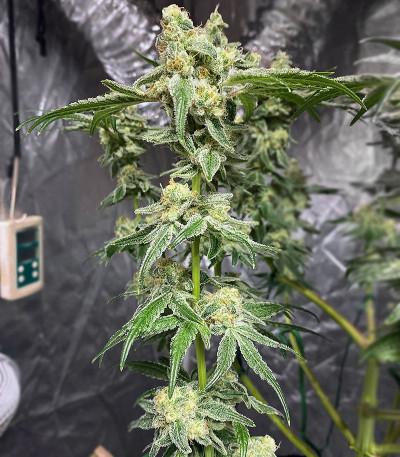 Семена сорта Gelato fem (Семяныч)