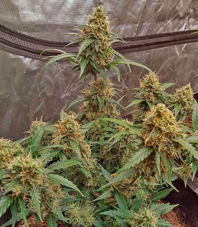 Семена сорта Purple Juice Auto fem (Herbies Seeds)