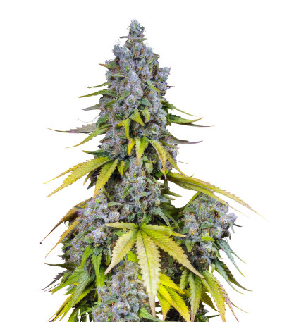 Семена сорта Jet Fuel Mandarine XL Auto fem (Sweet Seeds)