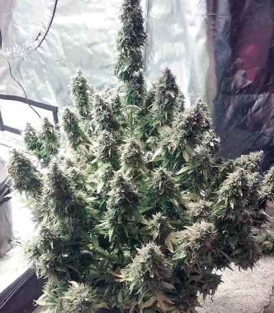 Семена сорта + Speed Auto fem (Sweet Seeds)