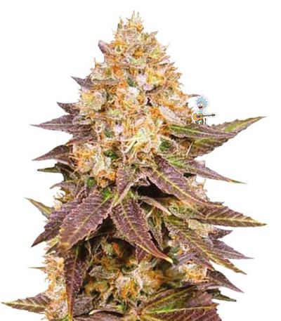 Семена сорта Lavender Best fem