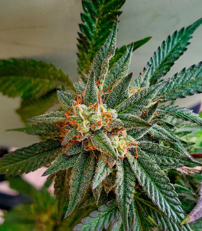 Семена сорта Zookies fem (7CH American)