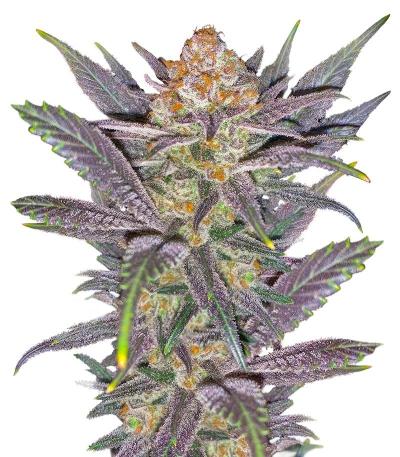 Семена сорт OG Kush Fast Version fem (Семяныч)