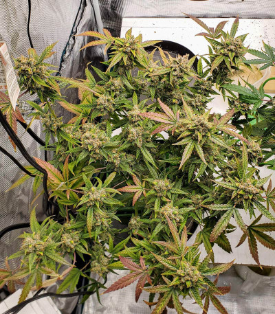 Семена сорта Auto Orange Bud fem (Dutch Passion)