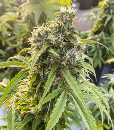 Семена сорта Auto CBD-Victory fem (Dutch Passion)