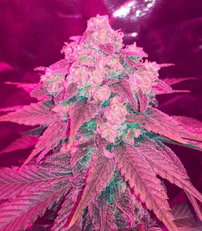 Семена сорта Golosa Early Version fem (Delicious Seeds)