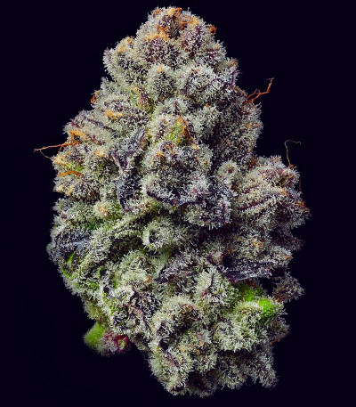 Семена сорта Lemon Cherry Gelato fem от Barney's Farm